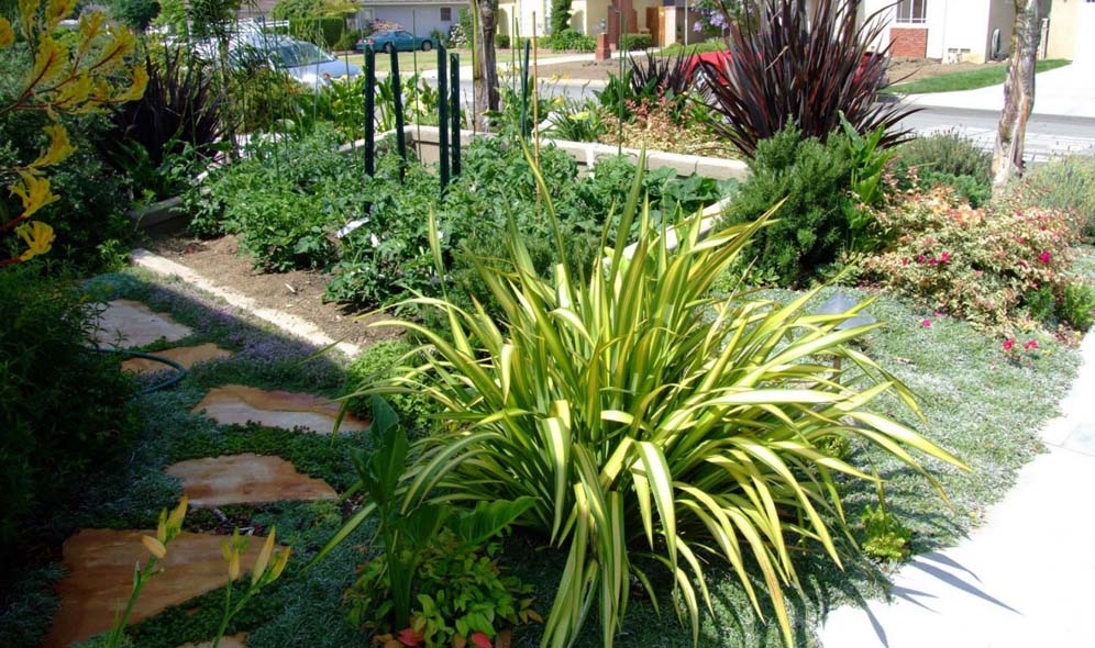 Variegated Flax Entry