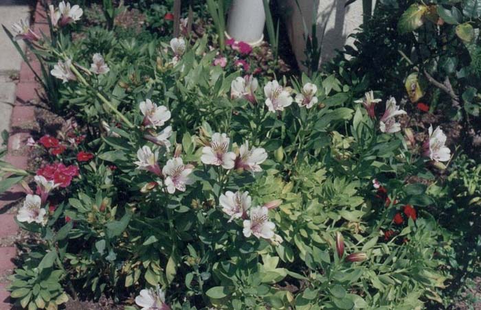 Plant photo of: Alstroemeria ligtu hybrids