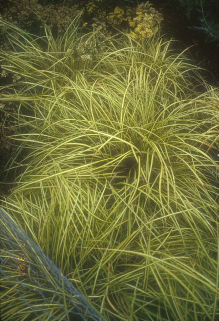 Plant photo of: Carex stricta