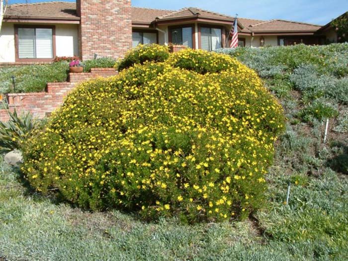 Plant photo of: Chrysanthemum frutescens
