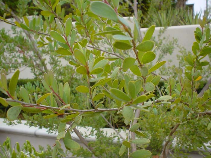 Plant photo of: Leptospermum laevigatum