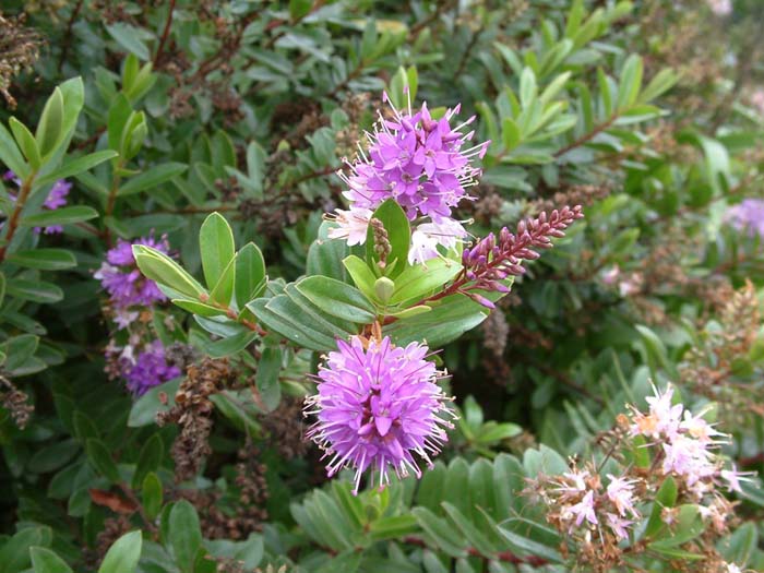 Plant photo of: Hebe 'Patty's Purple'