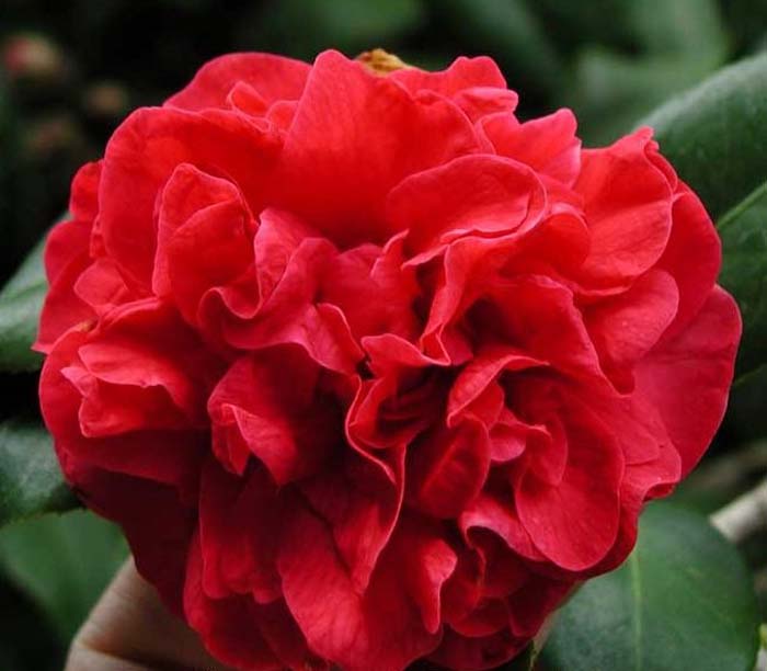 Plant photo of: Camellia japonica