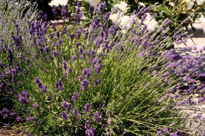 dwarf lavender plants