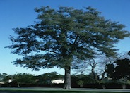 Horsetail Tree