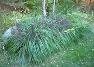 Black Flowering Fountain Grass