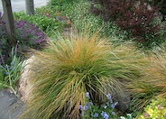 Pheasant's Tail Grass