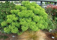 Euphorbia characias wulfenii