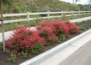 Salvia greggii 'Red Star'