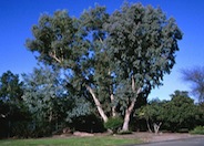Polydan Eucalyptus