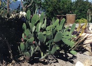 Indian Fig Prickly Pear