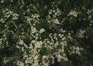Myoporum parvifolium 'Putah Creek'