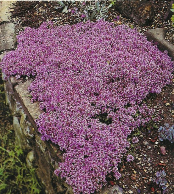 Mother-of-Thyme, Creeping Thyme