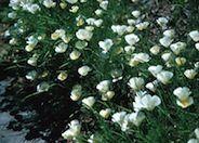 Eschscholzia californica 'White'