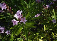 Petite Pink Oleander