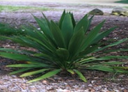 Doryanthes palmeri