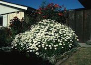 Chrysanthemum frutescens 'White Lady'