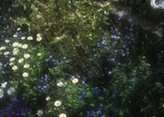 Chrysanthemum paludosum