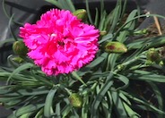 Carnation, Clove Pink, Pinks