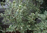 Rhamnus alaternus variegata