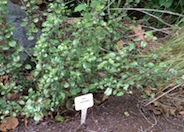 Evergreen Currant