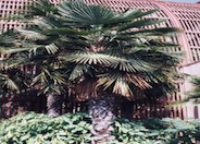 Windmill Palm, Hemp Palm