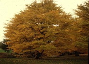 Ginkgo biloba 'Autumn Gold'