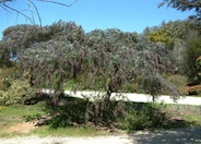 Purple Leaf Acacia