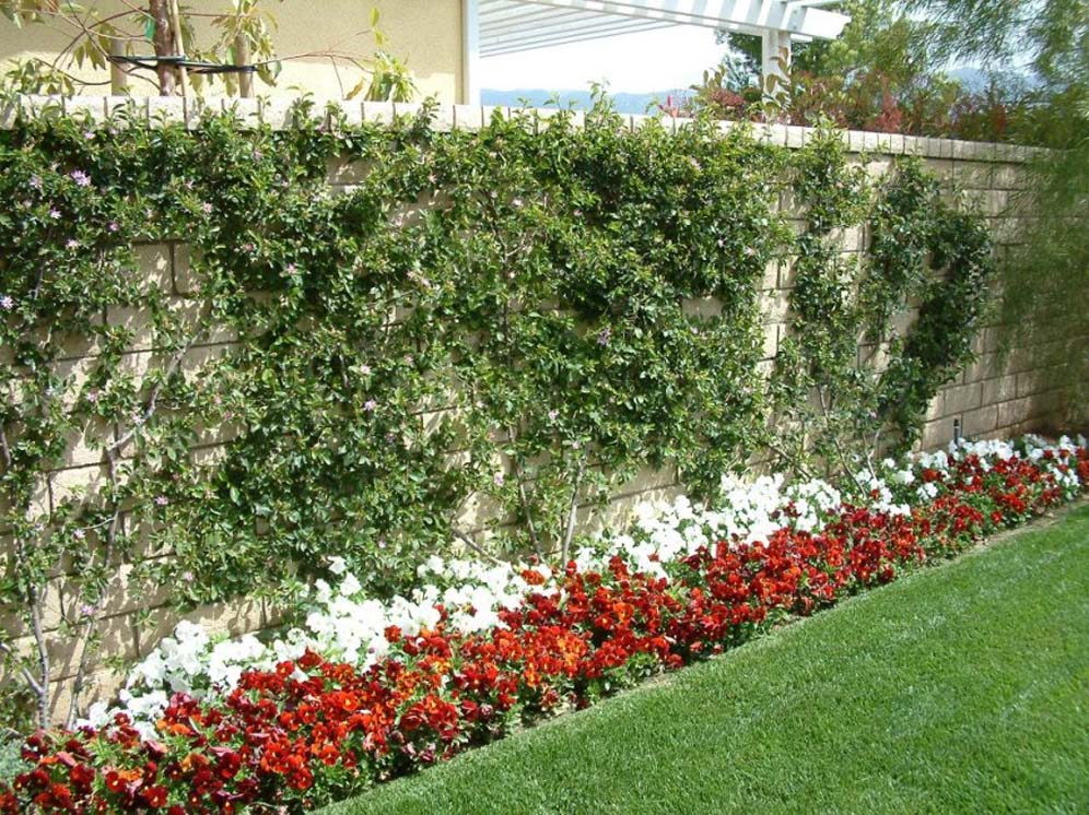 Lavender Star Flower Vine Display