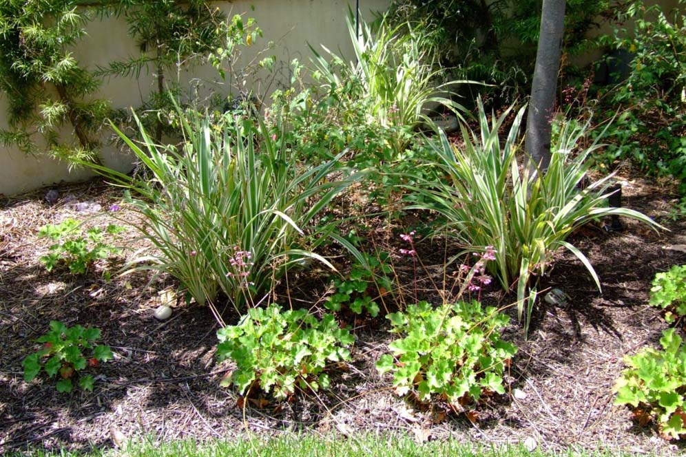 Shrub Border