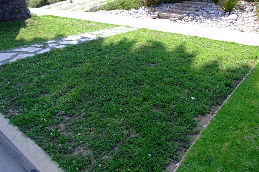 Parking Strip Groundcover