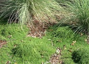 planting elfin thyme between pavers